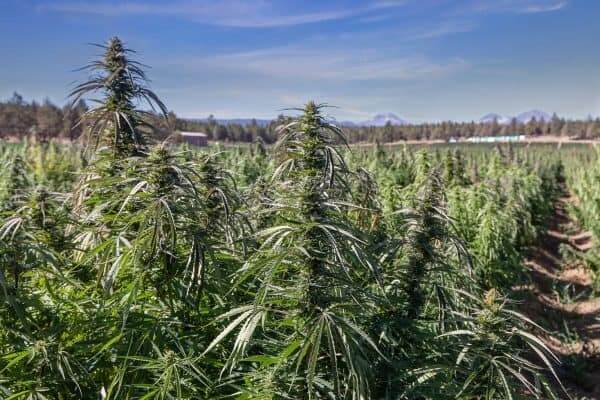 You are currently viewing Hemp and CBD are Now Legal in Every State