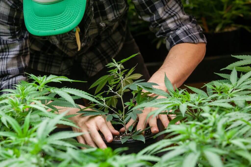 farmer looking at cannabis plant