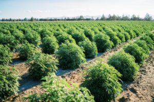 Read more about the article Is CBD Legal in All States?