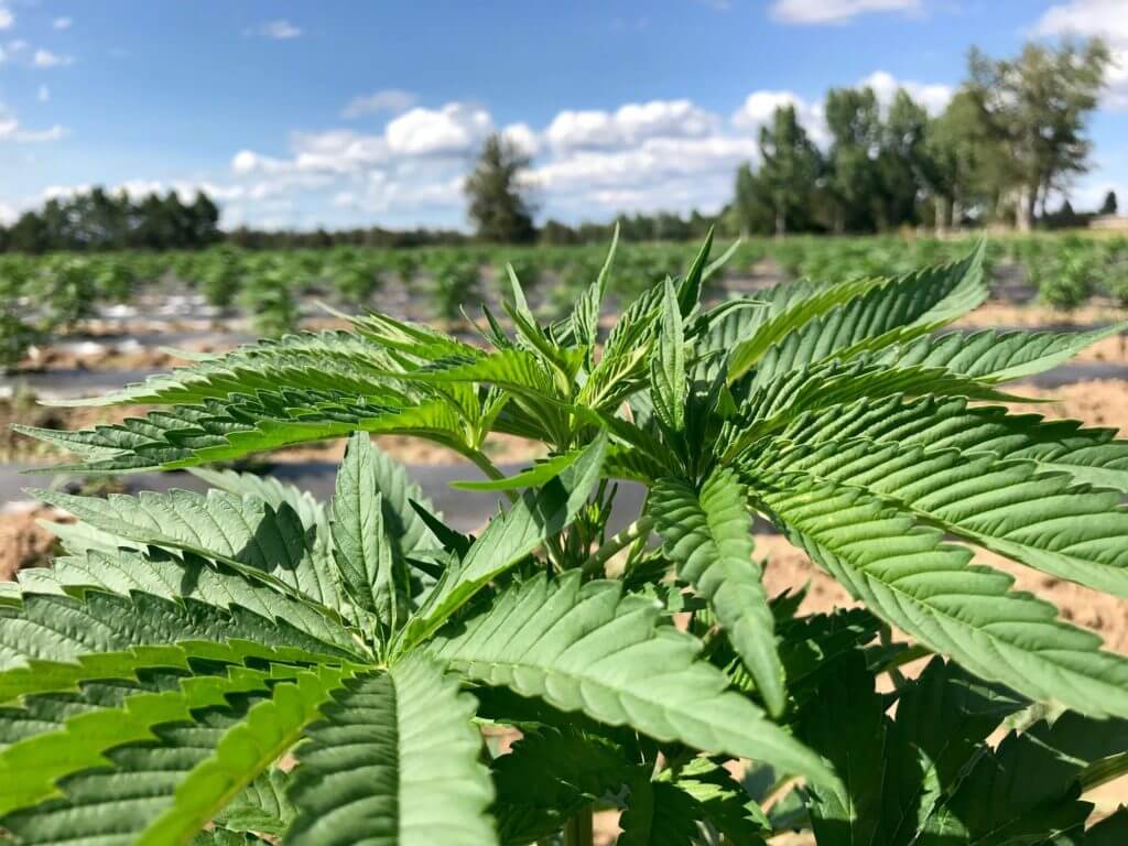 farm with close up of cannabis