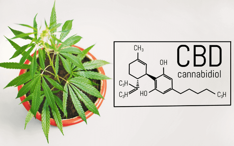 Read more about the article The Science of CBD: What is CBD and How Does it Work?
