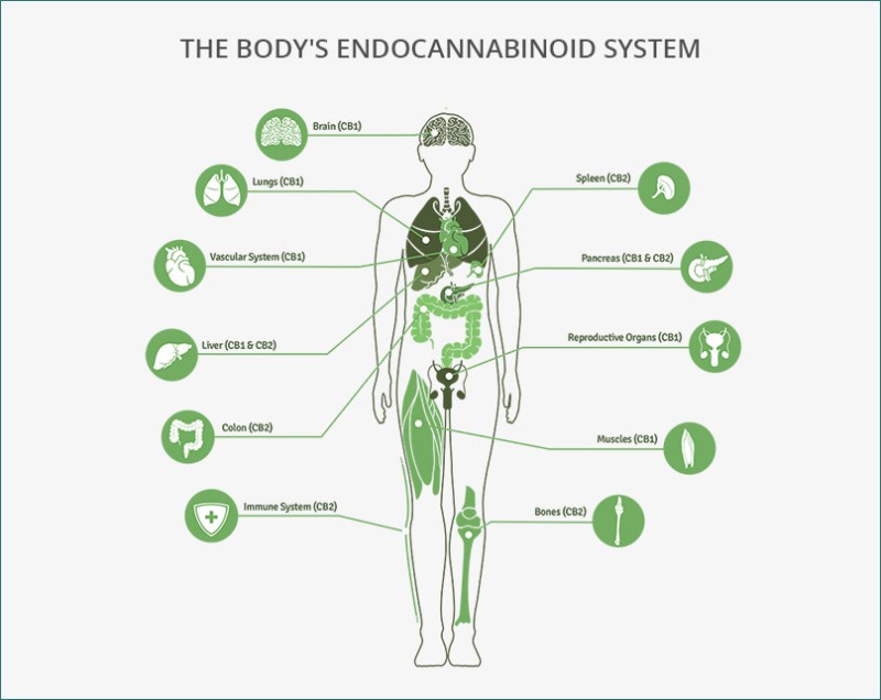 endocannabinoid system